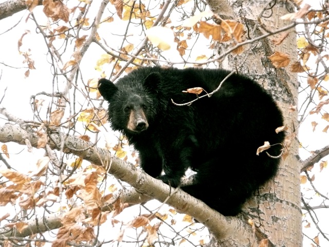 Black bear