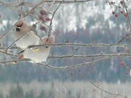 Bohemian Waxwings