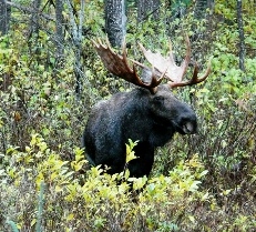 Bull moose