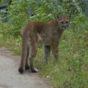 Cougar