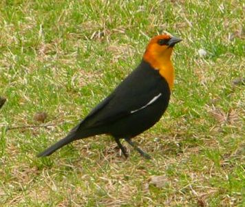 Yellow-headed blackbird