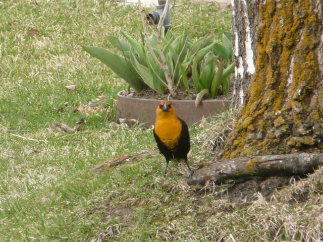 Yellow-headed blackbird