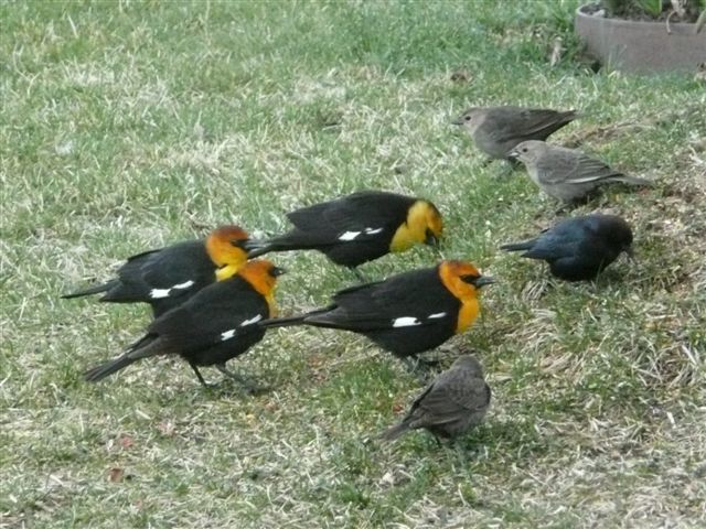 Yellow-headed blackbird